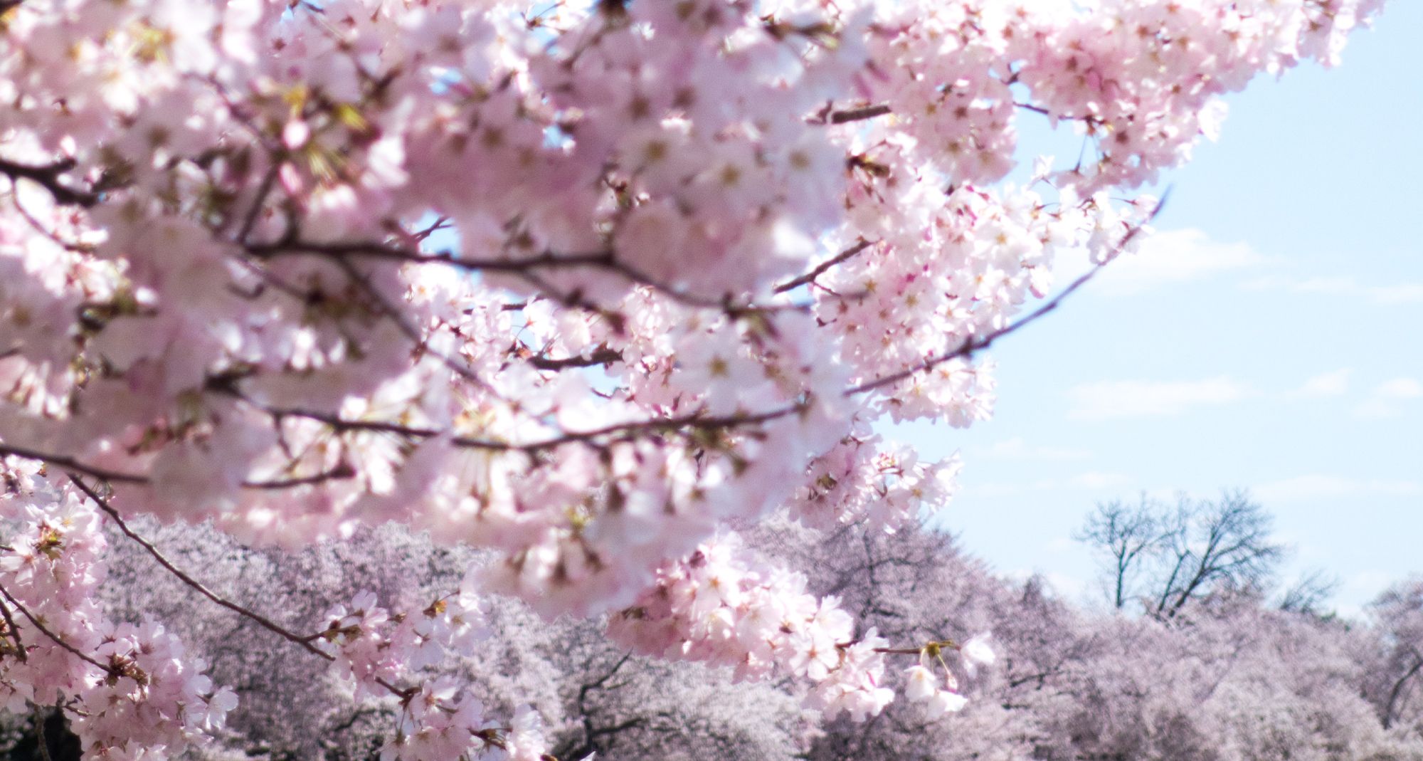 Cherry Blossom 190404 zm